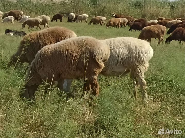 Гиссарские ягнята на Племя