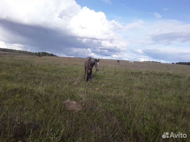 Продам жеребенка