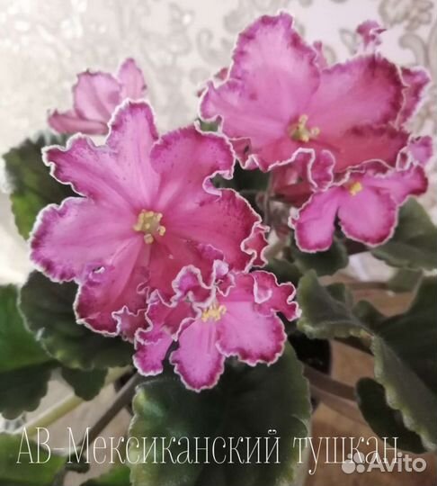 Детки сортовых фиалок