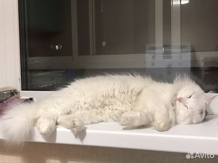 Передержка котиков на дому без клеток и стресса