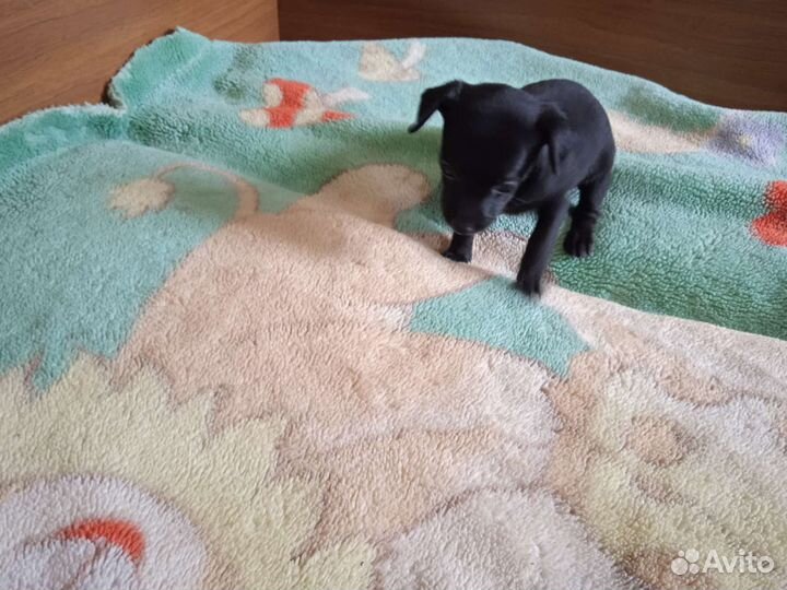 Той-терьер щенки