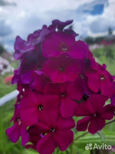 Флоксы сортовые