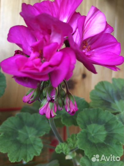 Пеларгония герань