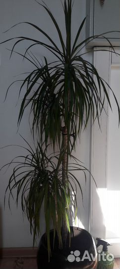 Пальма драцена