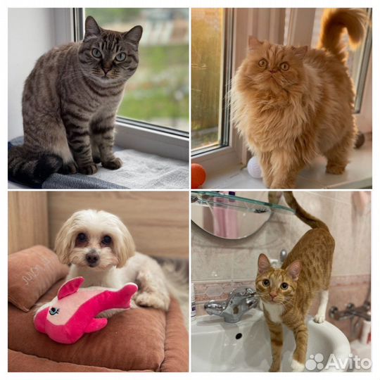 Квартирная передержка кошек/собак индивидуальная