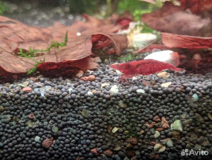 Креветки черри (вишни), рыбы, растения, мох