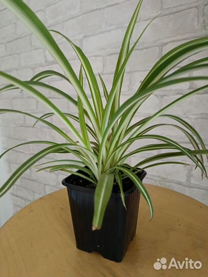 Хлорофитум 