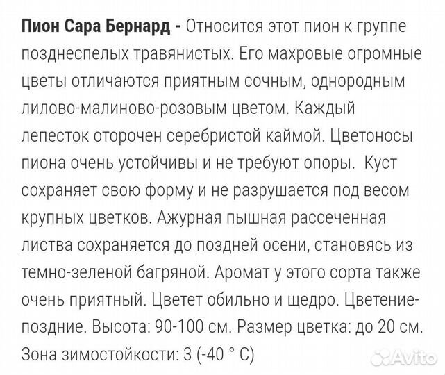 Пион Сара Бернард