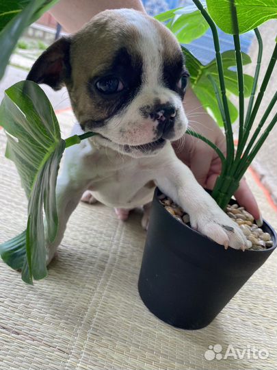 Французский бульдог
