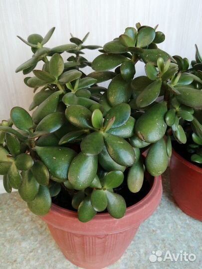 Денежное дерево толстянка. Возможен торг