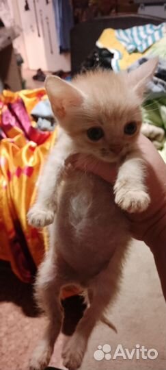 Котик мальчик