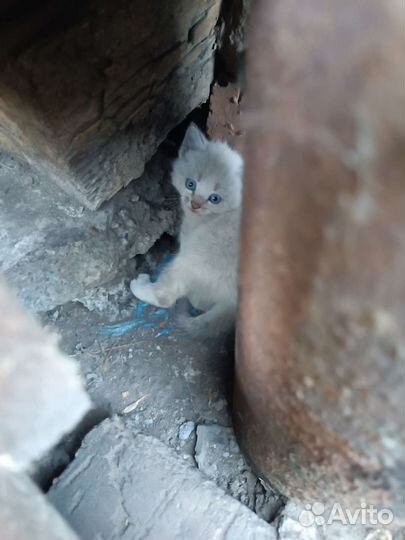 Отдам котят в добрые руки