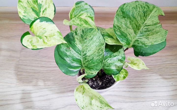 Ароидные Эпипремнум marble apple