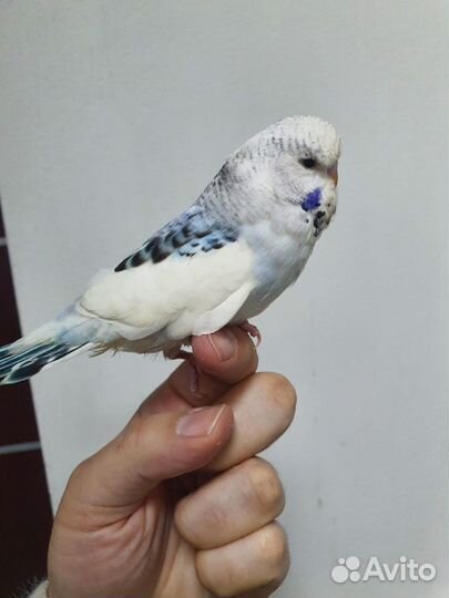 Попугаи ручные радужные чехи волнистые цирковые