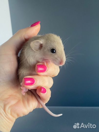 Крыса Дамбо