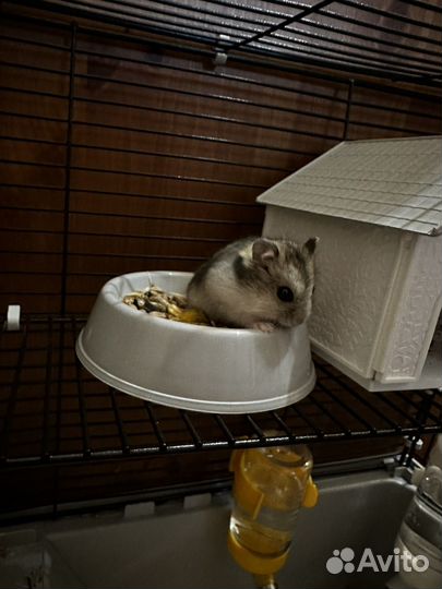 Джунгарский хомяк с клеткой