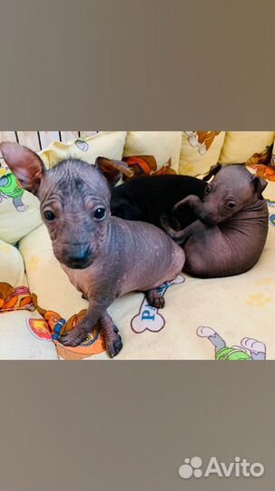 Ксолоитцкуинтли щенк мексиканской голой собаки