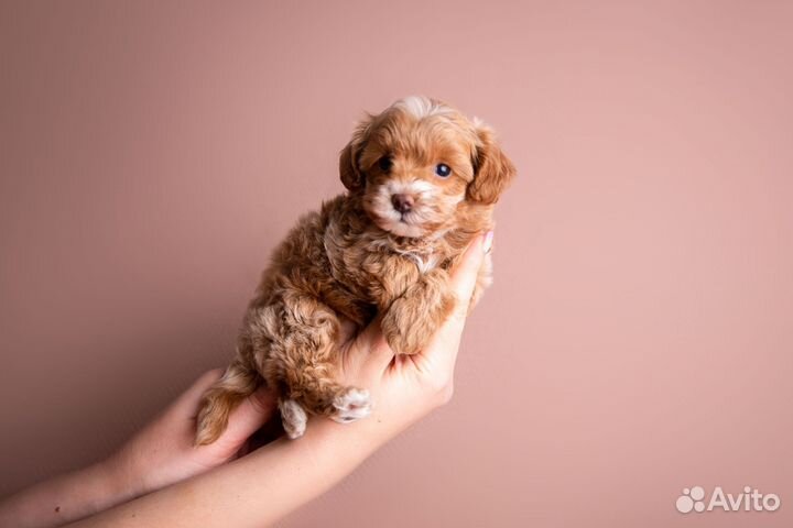 Мальтипу f1 mini