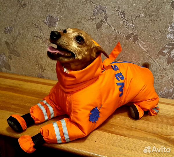 Щенки цвергпинчера