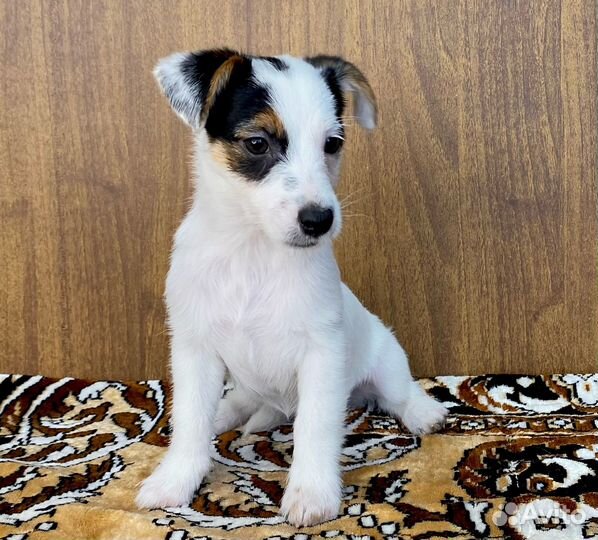 Джек рассел Девочка