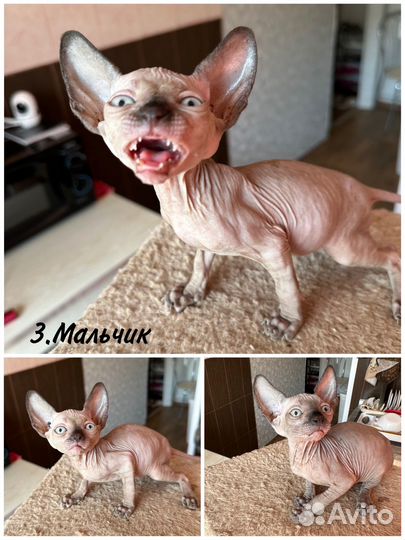 Канадский сфинкс котенок