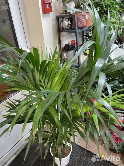 Пальма ховея 150/170см