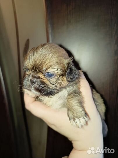 Щенки пекинеса