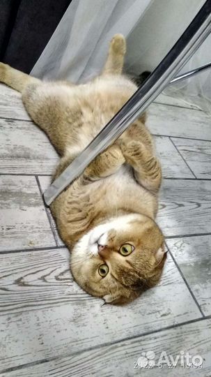 Котята золотая шиншилла (бронь)