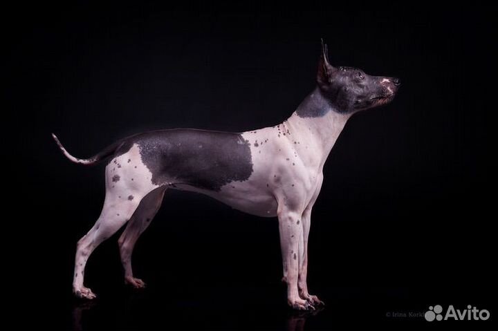 Щенки американского голого терьера