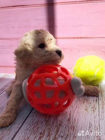 Щенки пуделя