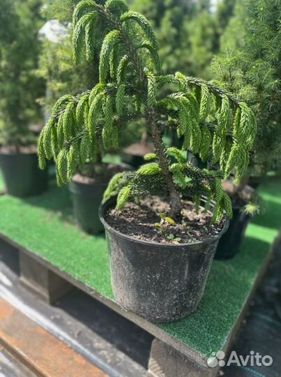 Ель восточная Ауреоспиката(с 7,5)