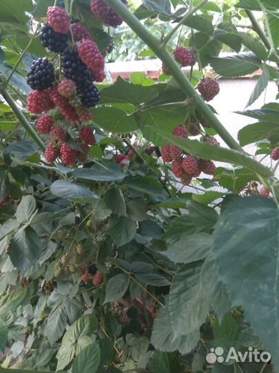 Саженцы ежевика