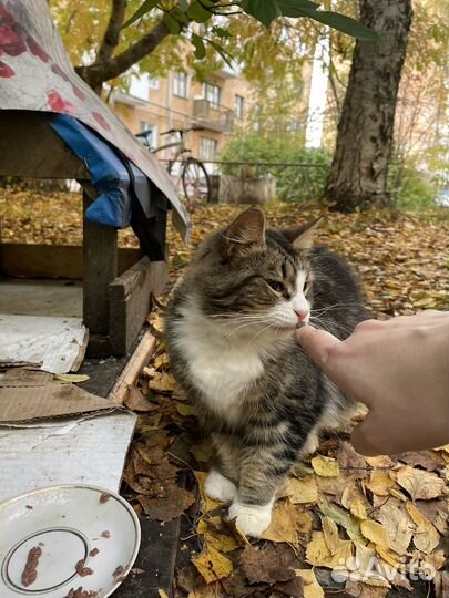 Кошки в добрые руки
