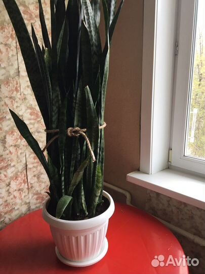 Сансевиерия