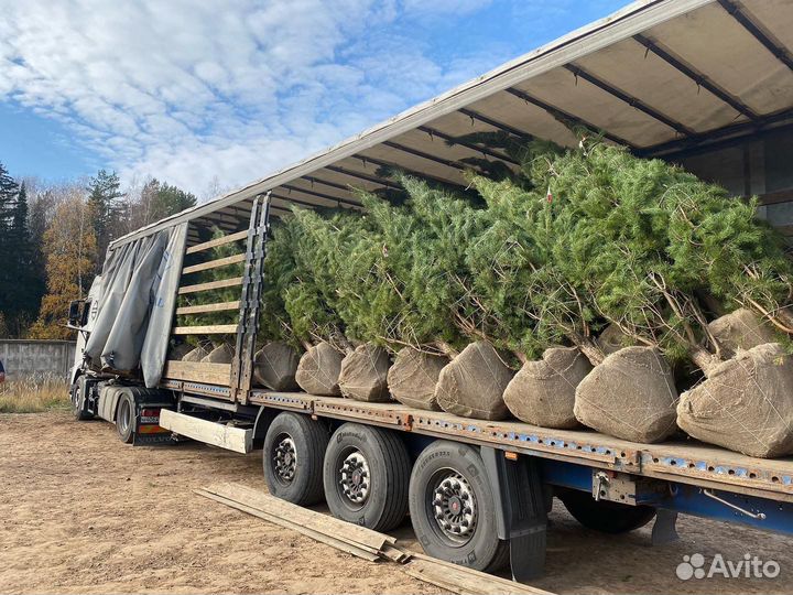 Саженцы Сосны оптом с зкс