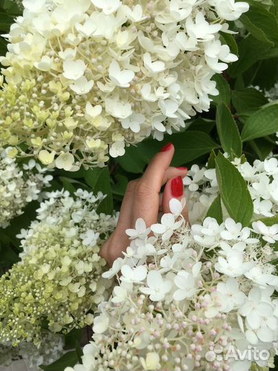 Гортензия