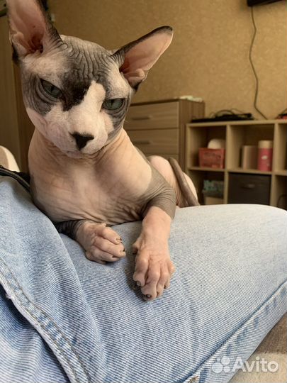 Канадский сфинкс