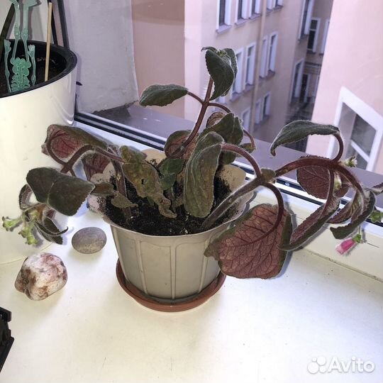 Цветок в горшке бесплатно