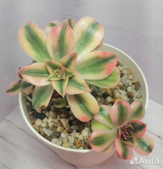 Эониум, крассулы