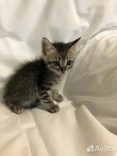 Сибирские котята в добрые руки