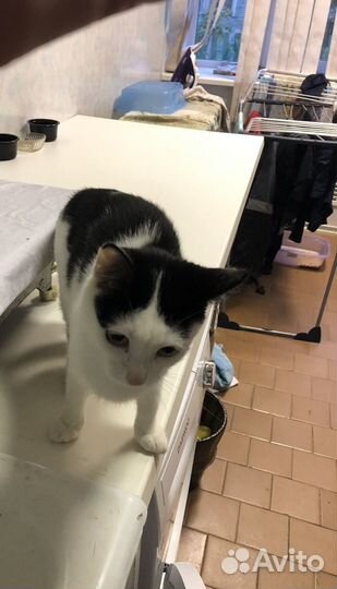 Кошка бесплатно