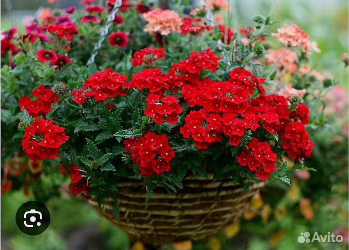 Вербена и Лобелия вегетативная