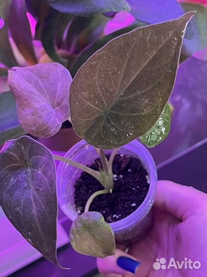 Алоказия венти вар