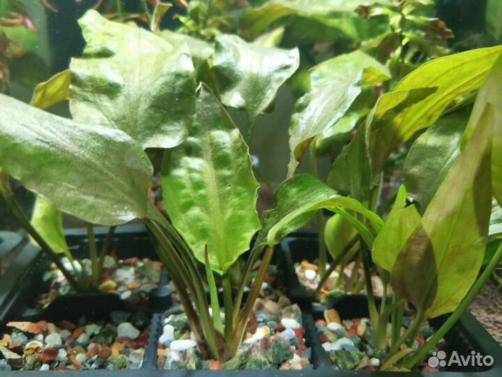 Аквариумные растения, улитки хелена