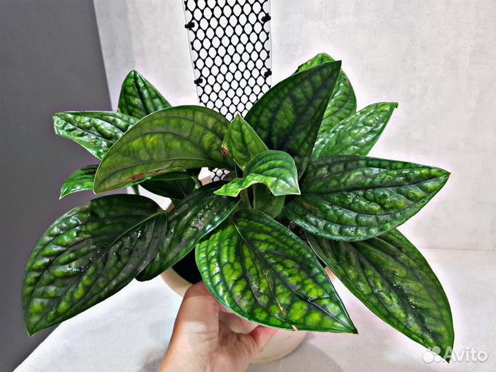 Лианы сортовые