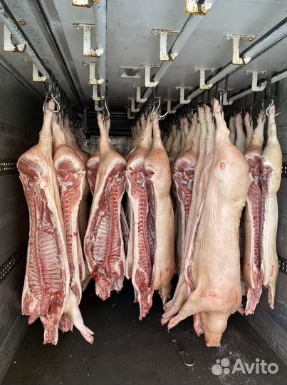 Мясо свинины в полутушах