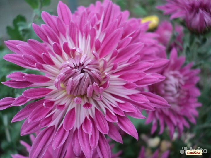 Хризантемы