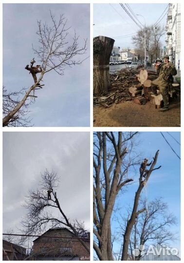 Спил деревьев