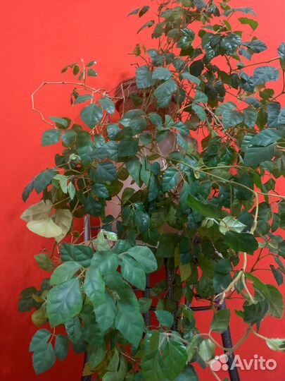 Циссус березка