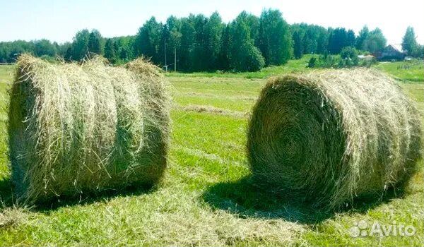 Сено луговое